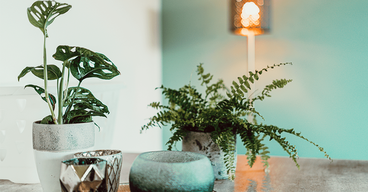 Mint-green-walls-for-indoor-plants-1