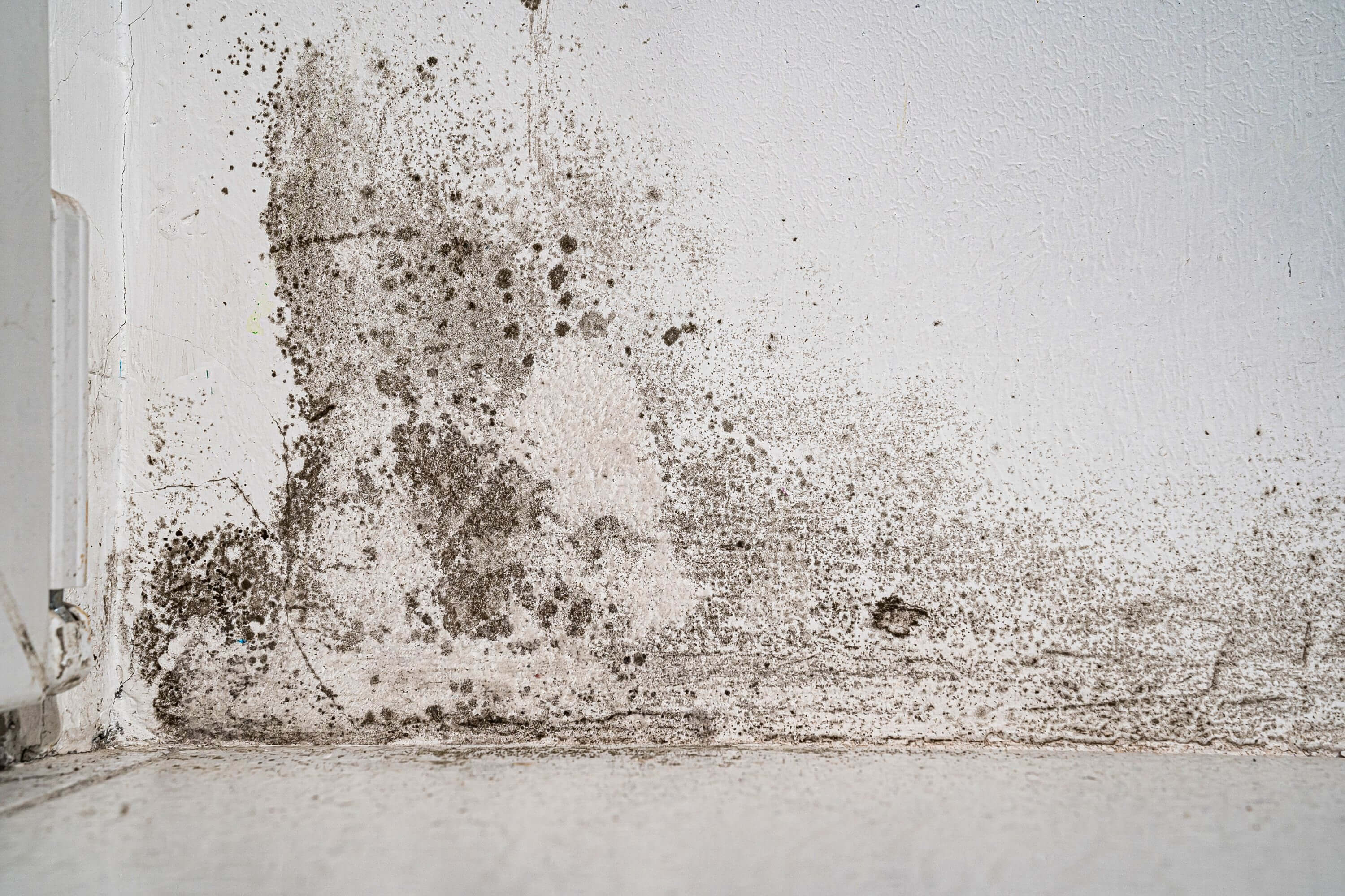 Tips-For-Removing-Mold-And-Mildew-From-Walls-Post-Rainy-Season